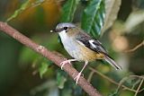 Gray-headed Robinborder=